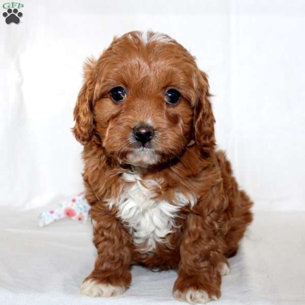 Walter, Cavapoo Puppy